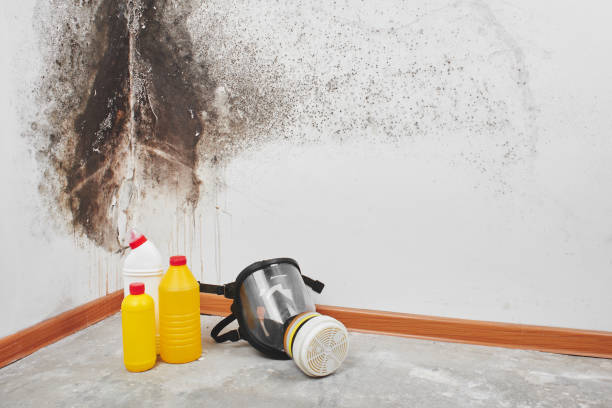 Best Mold Removal Process  in Frazeysburg, OH