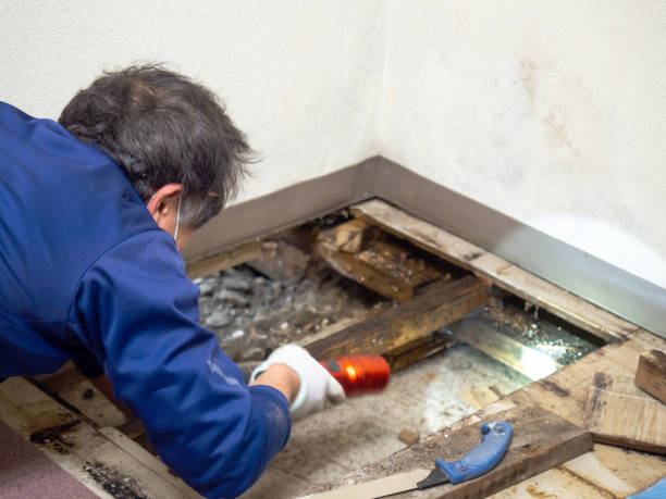 Best Local Mold Removal Service  in Frazeysburg, OH
