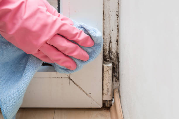 Best Black Mold Removal  in Frazeysburg, OH